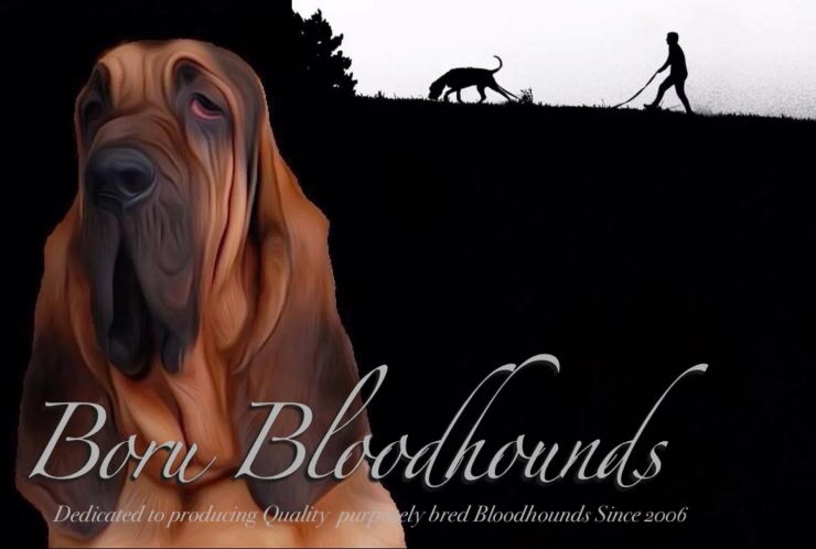 Boru Bloodhounds