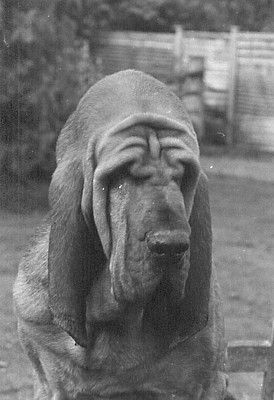 Bloodhound wrinkles