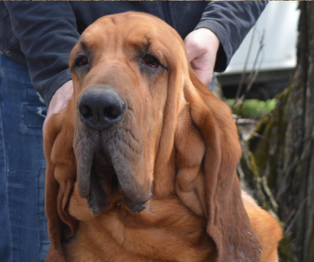  CAN/AM CH Boru's Absolute Magnitude