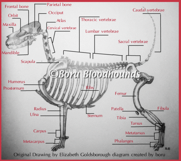Bloodhound Diagram