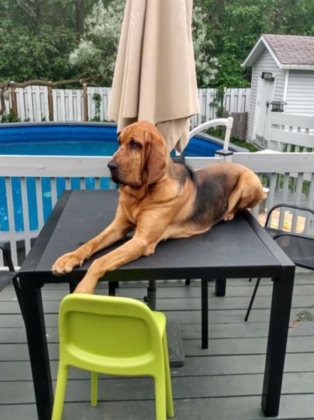 Bloodhound laying on a table