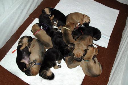 Newborn Bloodhound puppies