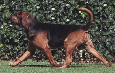 A gaiting Bloodhound
