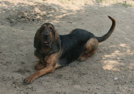 A very dirty Bloodhound