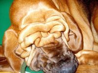 Bloodhound laying on a table