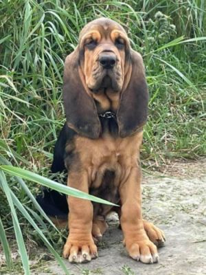 Bloodhound puppy