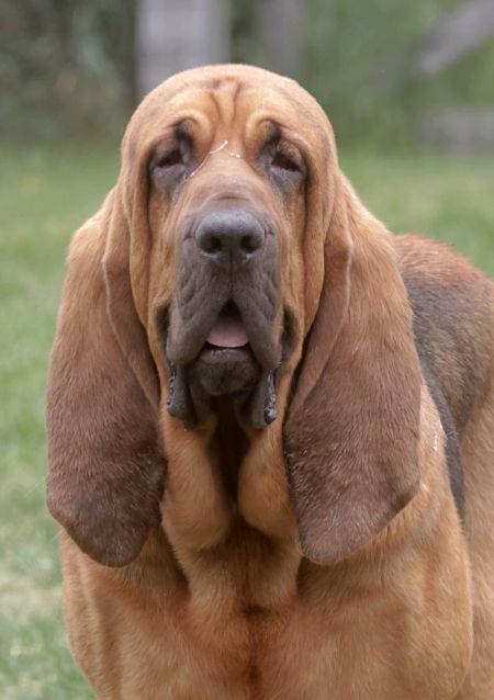 Beautiful Bloodhound