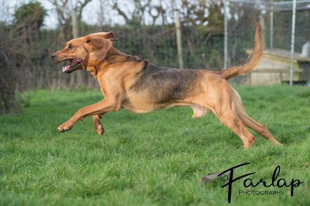 Leaping Bloodhound