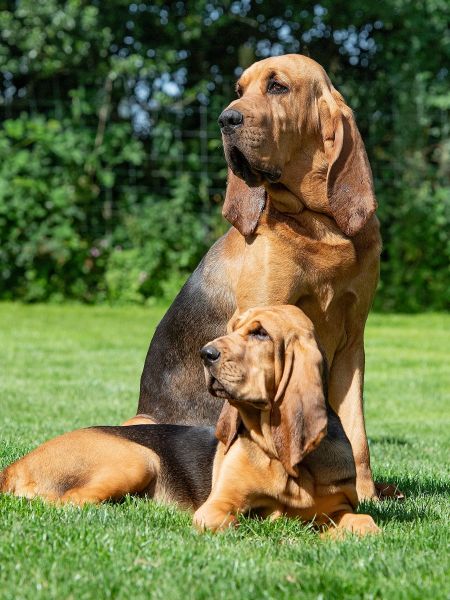 Bloodhound and puppy