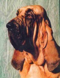 Bloodhound expression