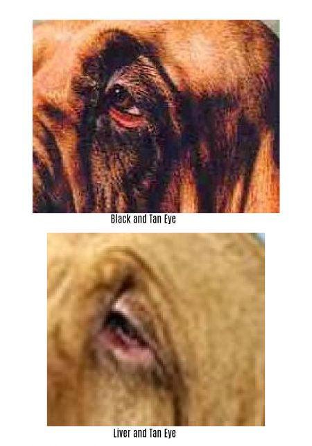 Bloodhound eyes