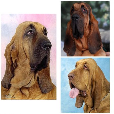 Bloodhounds drool a lot!