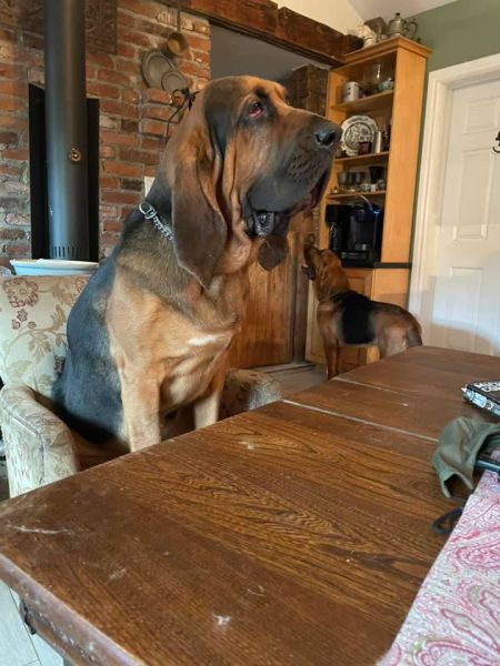Bloodhound sitting at the table