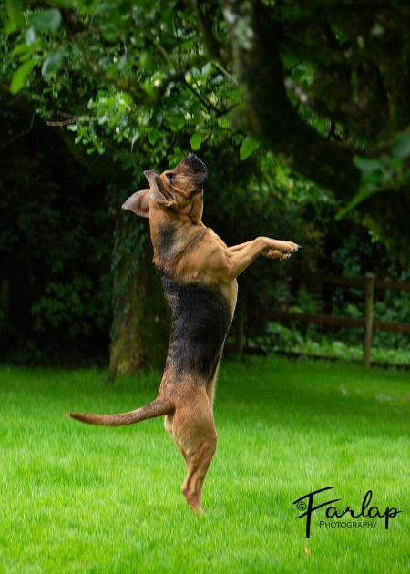 Bloodhound leaping into the air